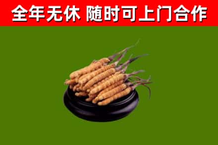 本溪烟酒回收冬虫夏草.jpg